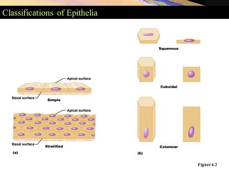 Classifications of Epithelia Figure 4.2. Simple Epithelia Simple epithelia Simple squamous epithelium Found in lungs (deep region), kidney glomerulus,