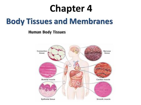 Chapter 4 Body Tissues and Membranes.