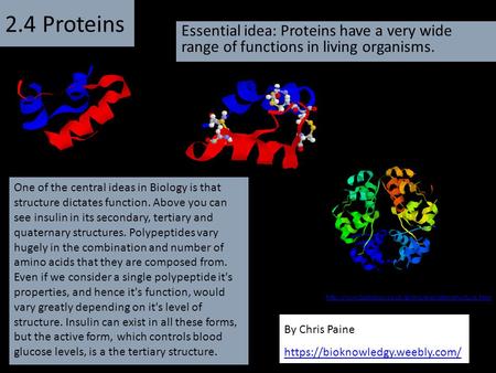 2.4 Proteins Essential idea: Proteins have a very wide range of functions in living organisms. One of the central ideas in Biology is that structure dictates.