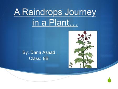 A Raindrops Journey in a Plant…