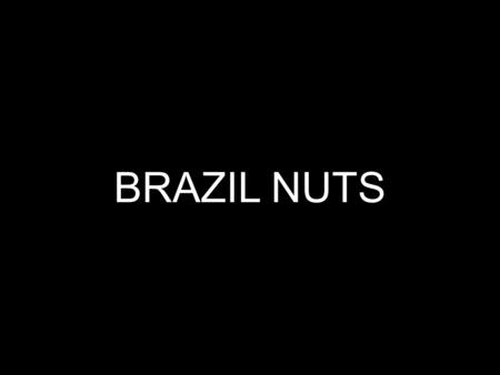 BRAZIL NUTS. The Brazil Nut The Brazil Nut Bertholletia excelsa Bertholletia excelsa belongs to a pantropical family of trees (Lecythidaceae) that includes.