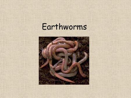 Earthworms. What do worms look like? soft, slimy and pink and its body is divided up into rings or segments. pointed at both ends. Earthworms do not have.