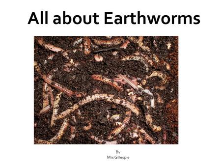All about Earthworms By Mrs Gillespie. Earthworms burrow through the soil making tunnels. They do this by eating the soil.