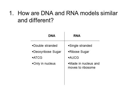 How are DNA and RNA models similar and different?