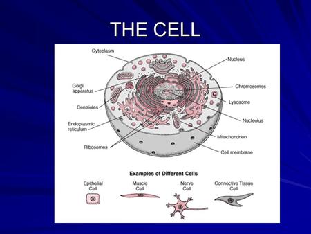 THE CELL. Cell Theory All organisms are composed of cells All cells come from pre-existing cells Cells are the basic unit of structure and function of.