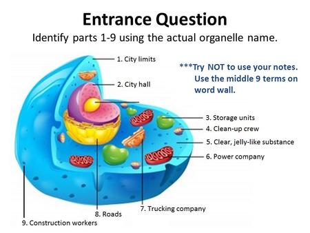 Entrance Question Identify parts 1-9 using the actual organelle name. ***Try NOT to use your notes. Use the middle 9 terms on word wall.