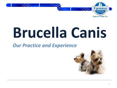 1 Brucella Canis Our Practice and Experience. 2 Agenda I. Introduction II. Clinical Signs III. Therapy IV. Conclusion.