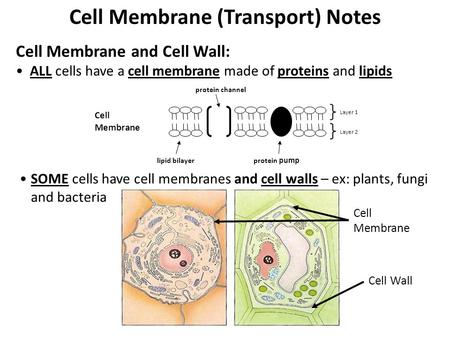 Cell Membrane (Transport) Notes Cell Membrane and Cell Wall: ALL cells have a cell membrane made of proteins and lipids Cell Membrane lipid bilayer protein.