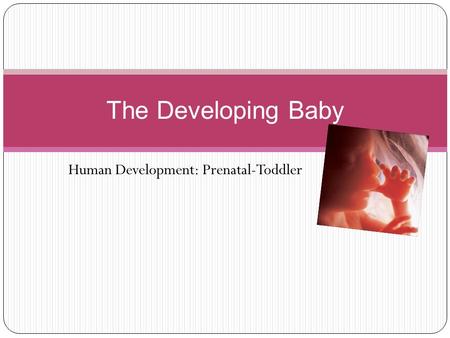 Human Development: Prenatal-Toddler