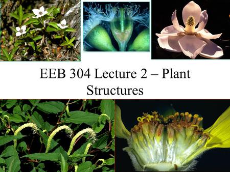 EEB 304 Lecture 2 – Plant Structures. Optional Assignment List the continents that would be included under the designations “Old World” and “New World”