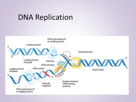 DNA Replication.