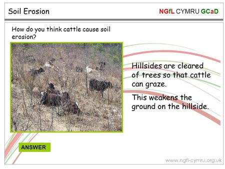 NGfL CYMRU GCaD www.ngfl-cymru.org.uk Soil Erosion ANSWER How do you think cattle cause soil erosion? Hillsides are cleared of trees so that cattle can.