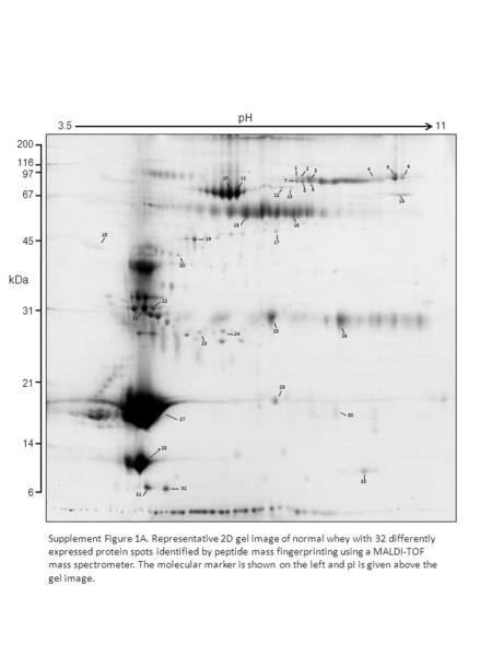 Supplement Figure 1A. Representative 2D gel image of normal whey with 32 differently expressed protein spots identified by peptide mass fingerprinting.