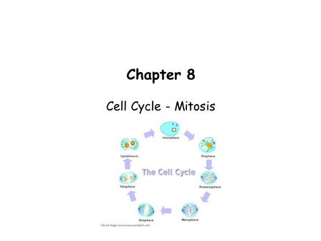 Chapter 8 Cell Cycle - Mitosis.