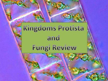 Kingdoms Protista and Fungi Review.