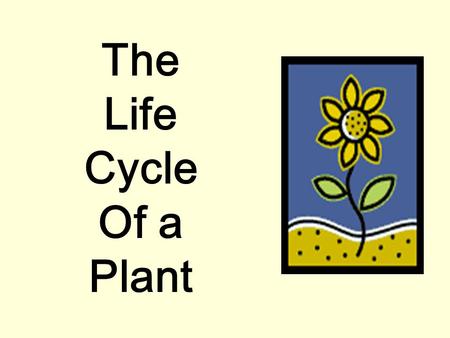 The Life Cycle Of a Plant It all starts with a SEED. Inside each seed is a tiny plant. The new plant is surrounded by a supply of food in the cotyledon.
