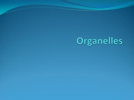 Organelles.