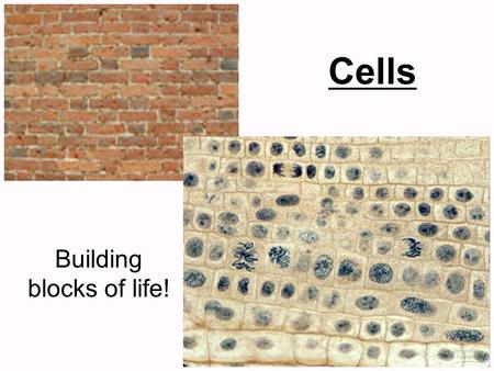 Building blocks of life!