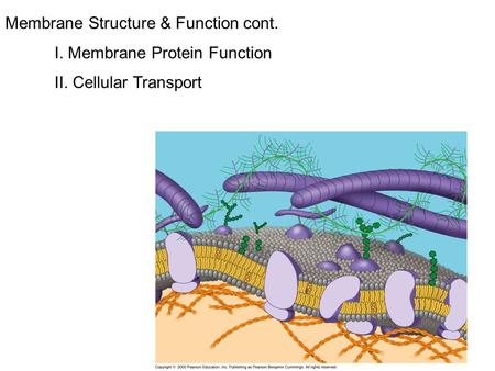 Membrane Structure & Function cont. I. Membrane Protein Function II. Cellular Transport.