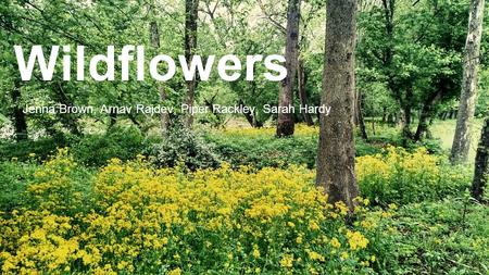 Wildflowers Jenna Brown, Arnav Rajdev, Piper Rackley, Sarah Hardy.