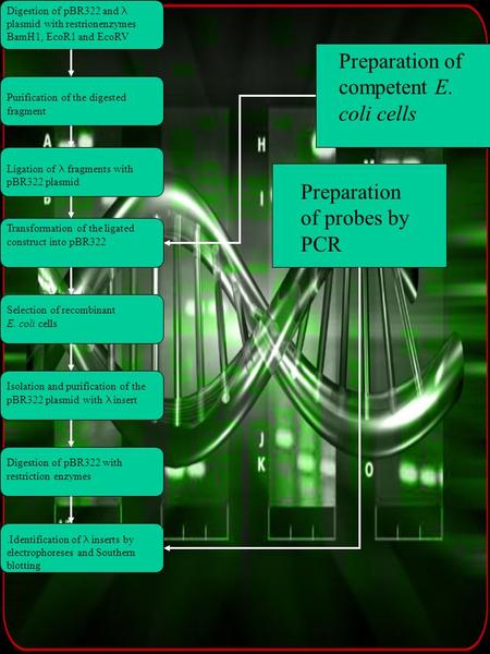 Preparation of competent E. coli cells Preparation of probes by PCR Digestion of pBR322 and plasmid with restrionenzymes BamH1, EcoR1 and EcoRV Purification.
