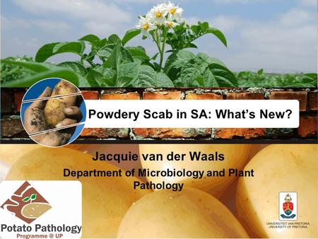 Powdery Scab in SA: What’s New? Jacquie van der Waals Department of Microbiology and Plant Pathology.