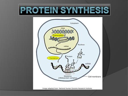 Protein synthesis.
