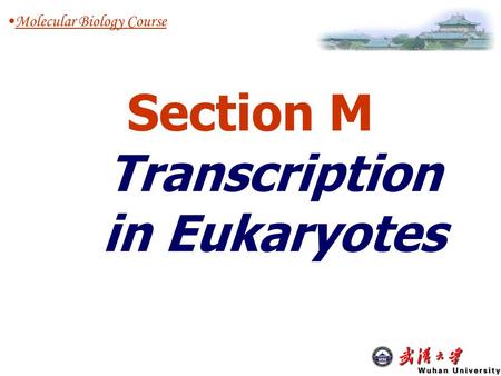 Section M Transcription in Eukaryotes