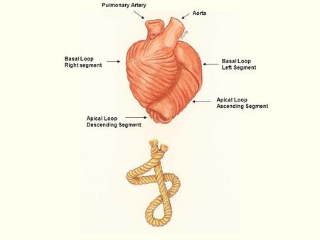 Aorta Pulmonary Artery Basal Loop Right segment Basal Loop Left Segment Apical Loop Descending Segment Apical Loop Ascending Segment.