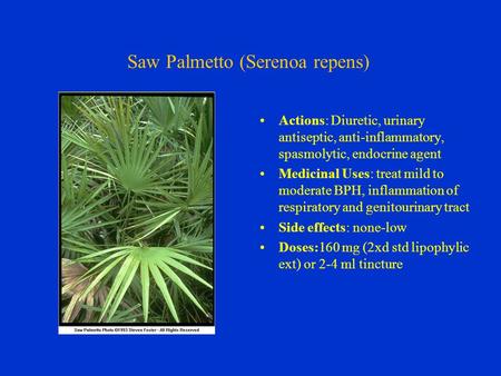 Saw Palmetto (Serenoa repens) Actions: Diuretic, urinary antiseptic, anti-inflammatory, spasmolytic, endocrine agent Medicinal Uses: treat mild to moderate.