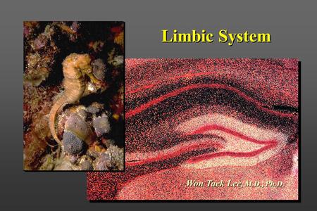 Limbic System Won Taek Lee, M.D., Ph.D..