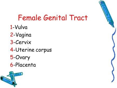 Female Genital Tract 1-Vulva 2-Vagina 3-Cervix 4-Uterine corpus