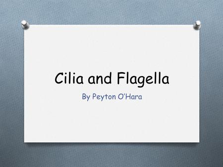 Cilia and Flagella By Peyton O’Hara.