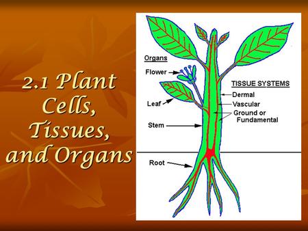 2.1 Plant Cells, Tissues, and Organs