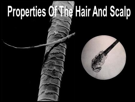 Properties Of The Hair And Scalp