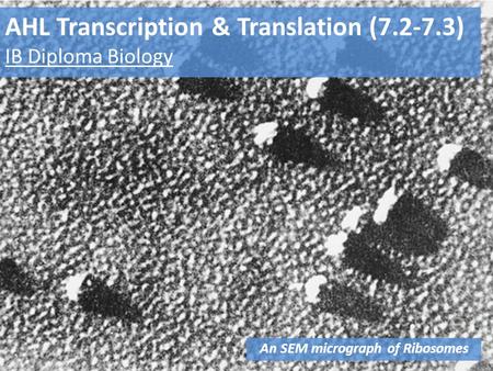 AHL Transcription & Translation (7.2-7.3) IB Diploma Biology An SEM micrograph of Ribosomes.