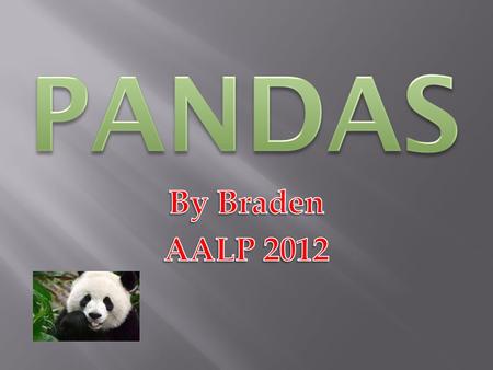 Pandas By Braden AALP 2012.