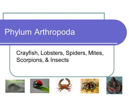 Crayfish, Lobsters, Spiders, Mites, Scorpions, & Insects