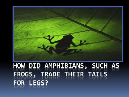 U NIT Q UESTIONS 1. How did the tetrapod leg evolve? 2. Why did early animals move from water to land? 3. How did amphibians transition from life in water.