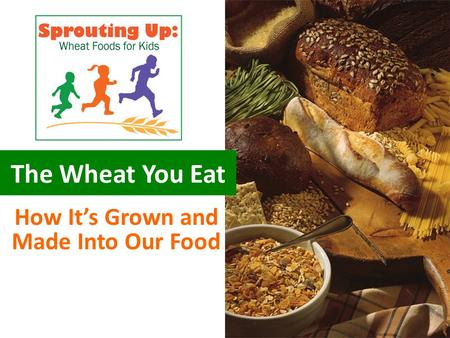 The Wheat You Eat How It’s Grown and Made Into Our Food.