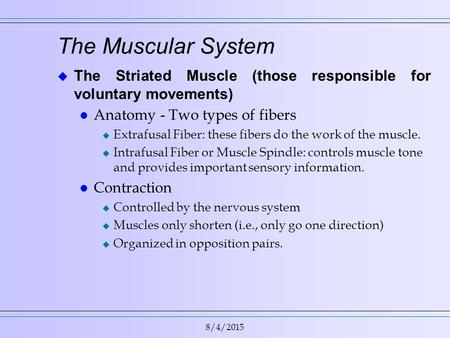8/4/2015 The Muscular System  The Striated Muscle (those responsible for voluntary movements) l Anatomy - Two types of fibers u Extrafusal Fiber: these.