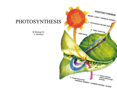 PHOTOSYNTHESIS IB Biology HL E. McIntyre. Simple Photosynthesis Overview Simplified Chemical summary: 6CO 2 + 6H 2 O + energy (sun)  C 6 H 12 O 6 + 6O.