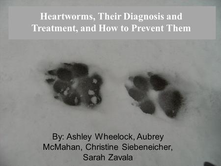 Heartworms, Their Diagnosis and Treatment, and How to Prevent Them By: Ashley Wheelock, Aubrey McMahan, Christine Siebeneicher, Sarah Zavala.
