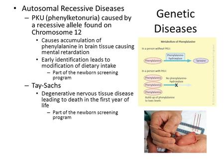 Genetic Diseases Autosomal Recessive Diseases – PKU (phenylketonuria) caused by a recessive allele found on Chromosome 12 Causes accumulation of phenylalanine.