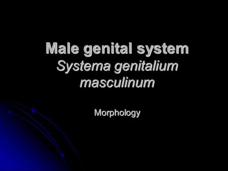 Male genital system Systema genitalium masculinum Morphology.