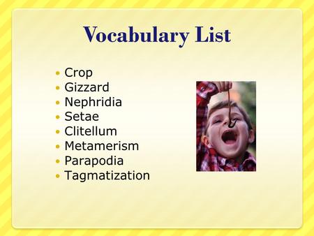 Vocabulary List Crop Gizzard Nephridia Setae Clitellum Metamerism