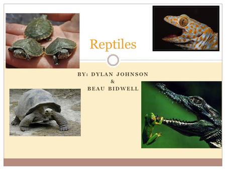 BY: DYLAN JOHNSON & BEAU BIDWELL Reptiles. How to Feed a Reptile Know that most reptiles eat insects like crickets and mealworms. Add some sort of vitamin.