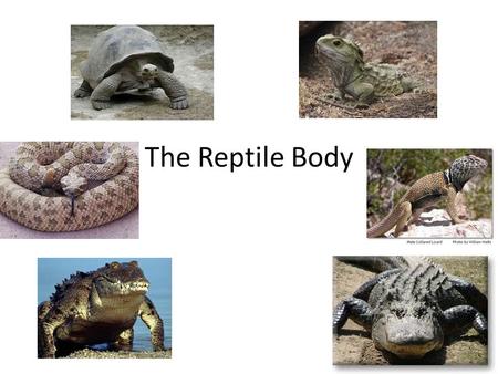 The Reptile Body.