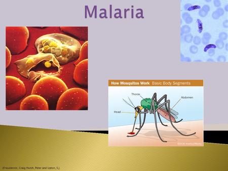(Freudennic, Craig Hutch, Peter and Upton, S.J.. *Plasmodium microorganism discovered in 1880 *1897-the transmission of the Malaria parasite by Anopheline.