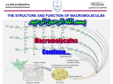 THE STRUCTURE AND FUNCTION OF MACROMOLECULES